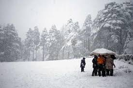 Service Provider of Shimla To Manali Delhi Delhi 